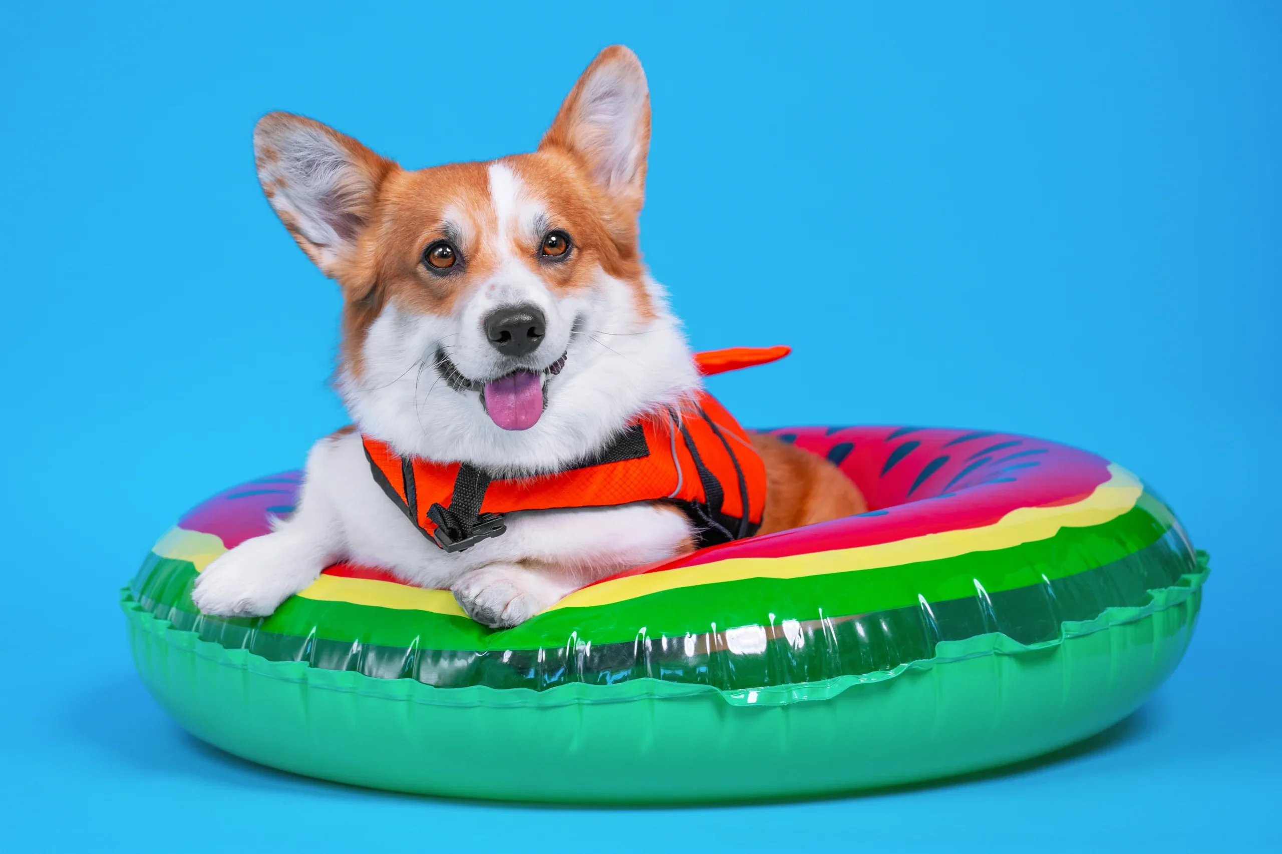 Cute Corgi in a flotation device enjoying a break in a pool.